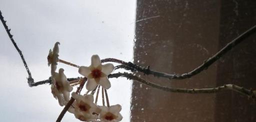 球蘭開花不成球，是這5個原因在「搗鬼」，輕鬆應對，花球滿枝頭