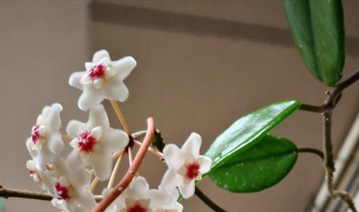 球蘭開花不成球，是這5個原因在「搗鬼」，輕鬆應對，花球滿枝頭