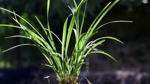 秋季種植蘭花，利用雙花盆防寒越冬，不僅美觀檔次也更高