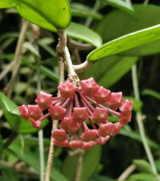 球蘭開花不成球，是這5個原因在「搗鬼」，輕鬆應對，花球滿枝頭