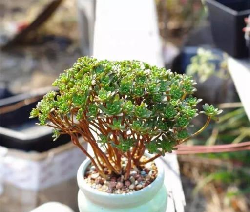 探索多肉植物的七種常見品種-imomo植物識別