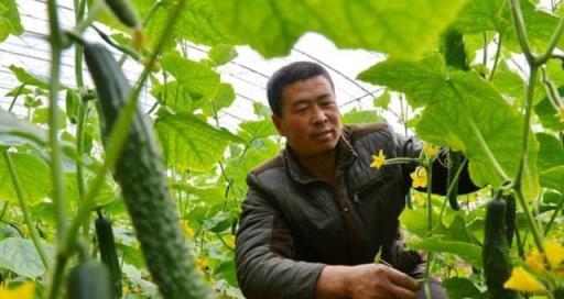 黃瓜秧旺而不結瓜？實用調控方法助你花開坐果多