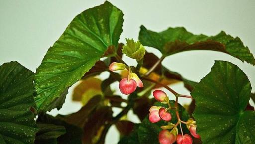銀星海棠花的精緻養護,繁花葉茂的藝術