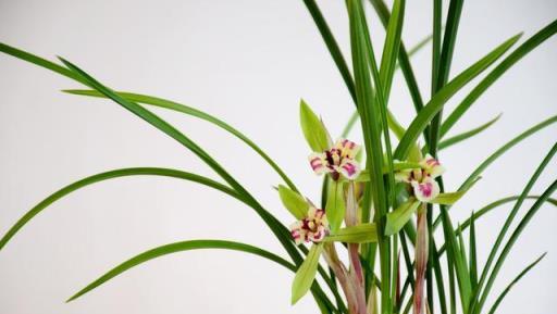 秋分後養蘭花，做好3「變」，葉子油亮，花芽飽滿