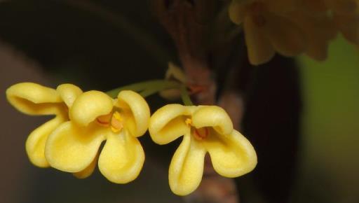 最近降溫嚴重，這5種花別凍著，趕緊搬回室內養，安全過冬