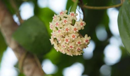 球蘭開花難？三大要素掌握好，你的球蘭也能開滿陽臺