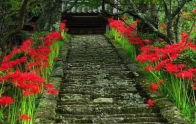 傳說中彼岸花，白的叫曼陀羅華紅的叫曼珠沙華