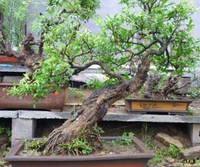 果樹盆景秋天結果春天賞花，養盆石榴盆景，寓意好「多子多福」