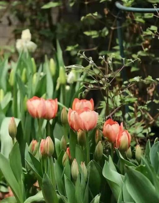 「球根」花怎麼養？秋冬球根「冷藏」是關鍵，花芽分化明年還開花