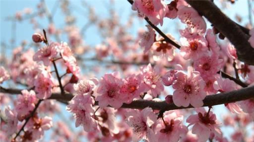 李大爺養梅花50年，這6個絕招確實實用，輕鬆花開滿盆，傲霜凌雪