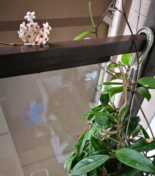 球蘭開花不成球，是這5個原因在「搗鬼」，輕鬆應對，花球滿枝頭