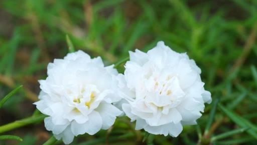 此花，花色美豔勝牡丹，人稱「天然抗生素」，降壓殺菌美爆盆