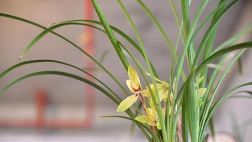 秋分後養蘭花，做好3「變」，葉子油亮，花芽飽滿