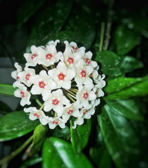 球蘭開花不成球，是這5個原因在「搗鬼」，輕鬆應對，花球滿枝頭