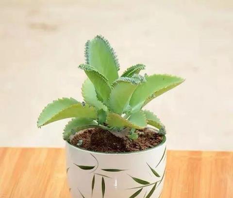 探索多肉植物的七種常見品種-imomo植物識別