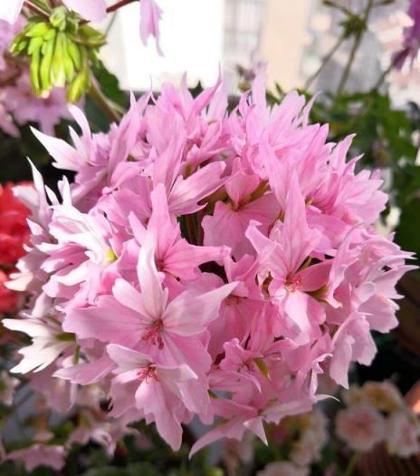 盤點6種熱門花卉，適合秋天養，養在家中開花旺，花期長達100天