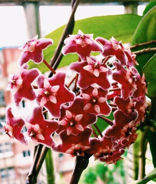球蘭開花不成球，是這5個原因在「搗鬼」，輕鬆應對，花球滿枝頭
