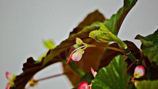 銀星海棠花的精緻養護,繁花葉茂的藝術