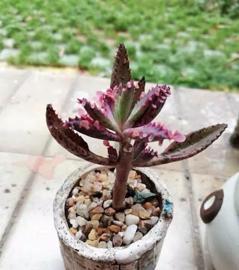 探索多肉植物的七種常見品種-imomo植物識別