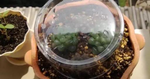 養花人最不該扔的，就是塑料瓶！家庭花卉種植小妙招分享