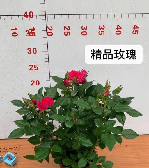 學習養花，先從認識品種開始，介紹9個不同花卉種類