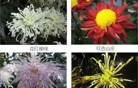 盤點：50種·罕見名貴菊花品種，收藏