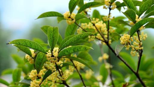 磷酸二氫鉀是催花利器，但很多花友用遲了，月季、梔子等怎麼用