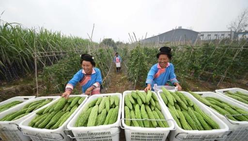 枯草芽孢桿菌用的好，在改良土壤、防治病害、作物增產是個寶