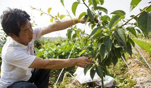 枯草芽孢桿菌用的好，在改良土壤、防治病害、作物增產是個寶