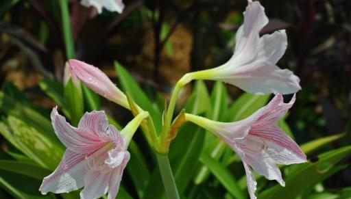 秋季養花怎麼選，花期長開花美又好養，這3種花正合你的心意