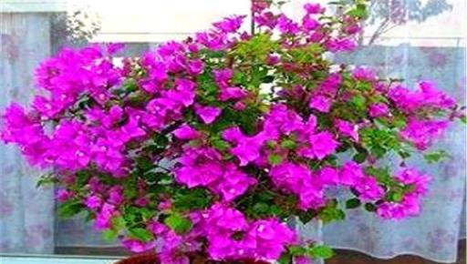 10月養三角梅，巧用「2種水」，1種噴1種澆，開花多得壓彎枝條