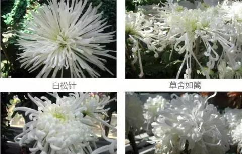 盤點：50種·罕見名貴菊花品種，收藏