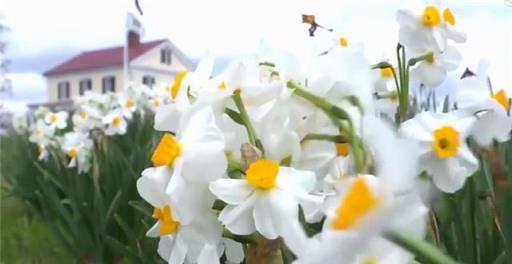 水仙花總是不開花，就等於養了大蒜，教你正確養殖水仙花