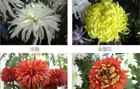 盤點：50種·罕見名貴菊花品種，收藏