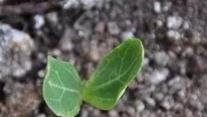 養花人最不該扔的，就是塑料瓶！家庭花卉種植小妙招分享