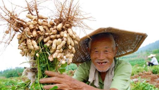 枯草芽孢桿菌用的好，在改良土壤、防治病害、作物增產是個寶