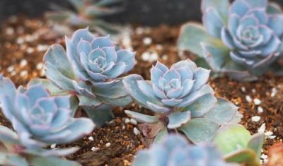 秋季養花怎麼選，花期長開花美又好養，這3種花正合你的心意