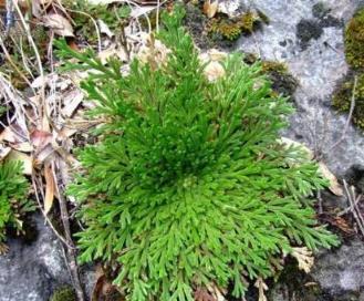 長石縫裡的野草，園藝師把它種花盆裡，觀賞價值高，一盆100元