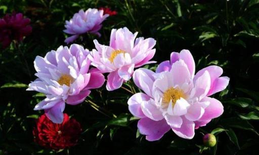 芍藥這樣養，花開大、花期久