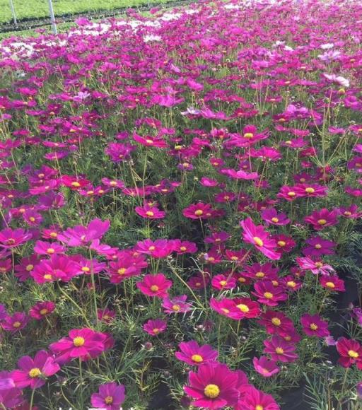 學習養花，先從認識品種開始，介紹9個不同花卉種類