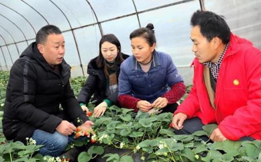 枯草芽孢桿菌用的好，在改良土壤、防治病害、作物增產是個寶