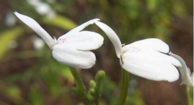 老家房前挖的野草，開出一盆「白天鵝」，花瓣雪白，給錢都不賣