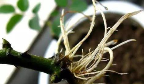 生根粉的作用與正確使用方法-imomo植物識別