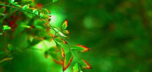 到了花期不開花，2種「粉末、溶液」來催花，加一點就能冒花苞