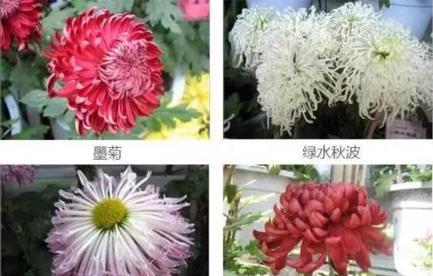 盤點：50種·罕見名貴菊花品種，收藏