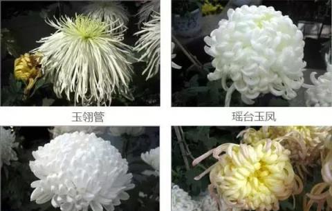 盤點：50種·罕見名貴菊花品種，收藏