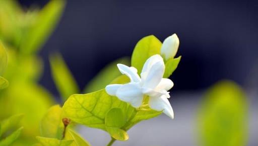 茉莉冬天怎麼養？瞭解這幾點，枝葉翠綠來年花開爆盆