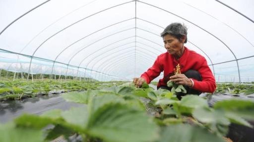 枯草芽孢桿菌用的好，在改良土壤、防治病害、作物增產是個寶