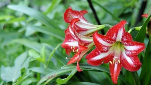 秋季養花怎麼選，花期長開花美又好養，這3種花正合你的心意