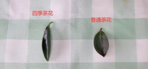 四季茶花和普通茶花一樣嗎？秋季怎麼養護能讓它們開花更多？